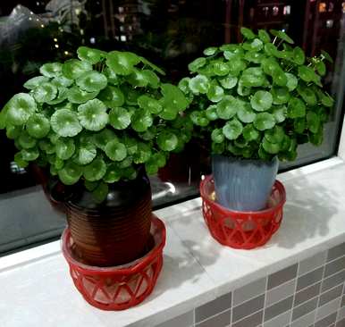 客厅里有哪些高大耐阴的植物，有哪些好的植物？