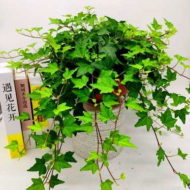 客厅里有哪些高大耐阴的植物，有哪些好的植物？