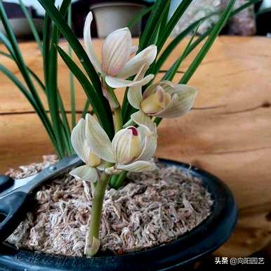 用什么肥料养兰花最好？用核桃壳养兰花肥料的方法