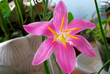 春天种夏天开的花，夏天开的花是什么？