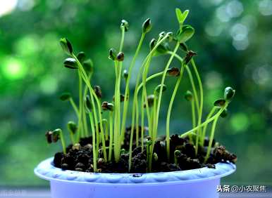 如何枯萎相思豆的叶子，如何种植相思豆？