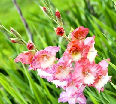 春天种夏天开的花，夏天开的花是什么？