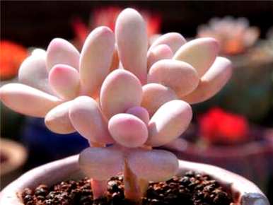 多肉玉露的种植方法和多肉种植教程是什么？
