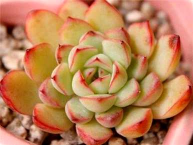 多肉玉露的种植方法和多肉种植教程是什么？