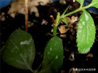 月季花插枝种植方法，月季花什么时候插枝