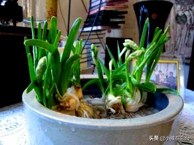关于水仙花的古诗知识，水仙花的知识是什么？