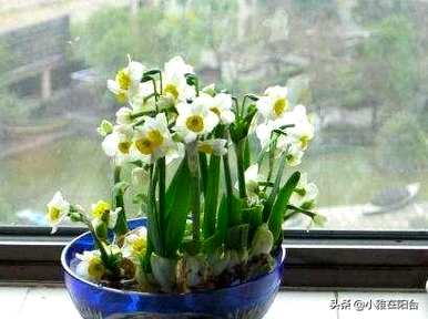 关于水仙花的古诗知识，水仙花的知识是什么？