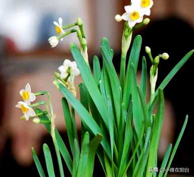 关于水仙花的古诗知识，水仙花的知识是什么？