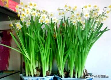关于水仙花的古诗知识，水仙花的知识是什么？