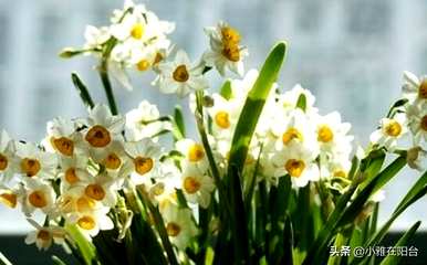关于水仙花的古诗知识，水仙花的知识是什么？