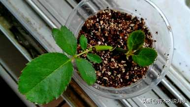 月季花插枝种植方法，月季花什么时候插枝