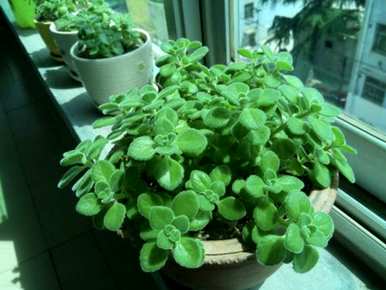 碰碰香的花语是什么，碰碰香的作用价值和花语