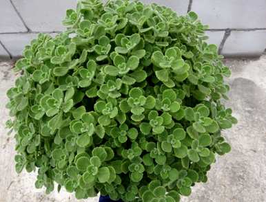 碰碰香的花语是什么，碰碰香的作用价值和花语