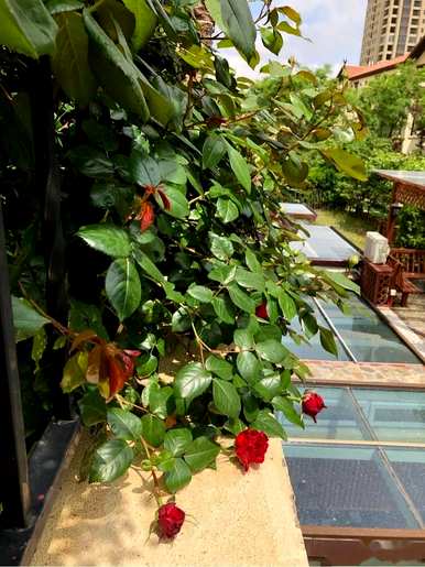 月季花怎么养比较好？月季花怎么养田园土？