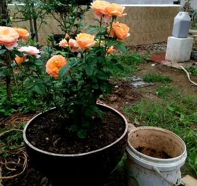 月季花怎么养比较好？月季花怎么养田园土？