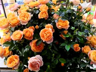 月季花怎么养比较好？月季花怎么养田园土？