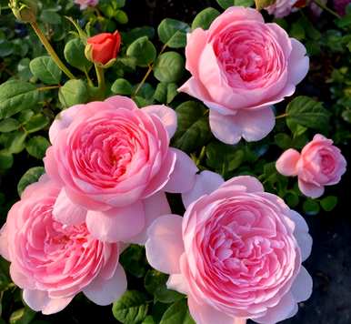 月季花怎么养比较好？月季花怎么养田园土？