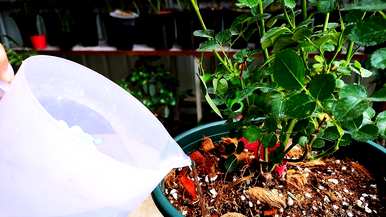 月季花怎么养比较好？月季花怎么养田园土？