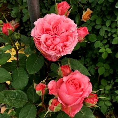 月季花怎么养比较好？月季花怎么养田园土？