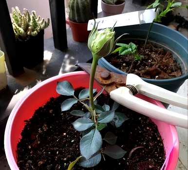 月季花怎么养比较好？月季花怎么养田园土？