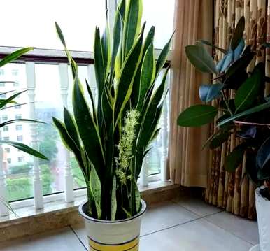 虎皮兰怎么保养？虎皮兰怎么保养？