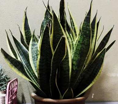 虎皮兰怎么保养？虎皮兰怎么保养？