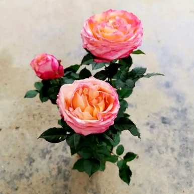 月季花怎么养比较好？月季花怎么养田园土？