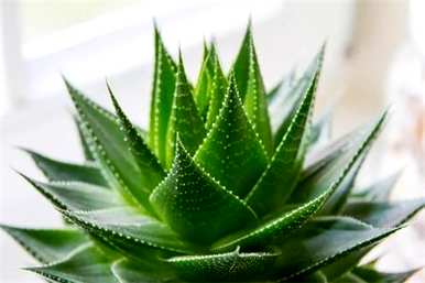 芦荟如何繁殖后代，芦荟的繁殖方法和繁殖方法