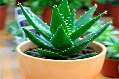 芦荟如何繁殖后代，芦荟的繁殖方法和繁殖方法