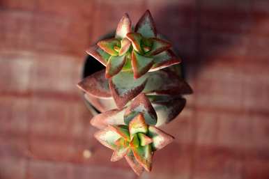多肉植物怎样养才对，养多肉植物用什么土壤？