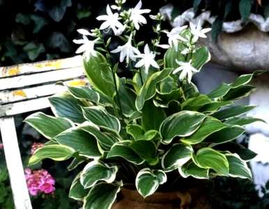 什么植物在室内开花，什么植物在室内四季开花？