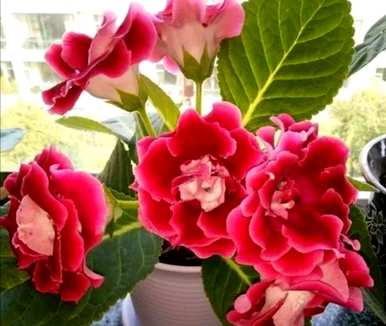 什么植物在室内开花，什么植物在室内四季开花？