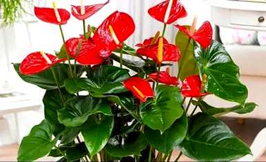 什么植物在室内开花，什么植物在室内四季开花？