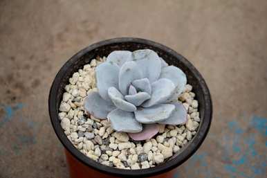 多肉植物怎样养才对，养多肉植物用什么土壤？