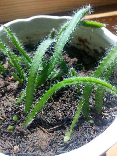 盆栽火龙果的种植方法是什么？盆栽火龙果最好的土壤是什么？
