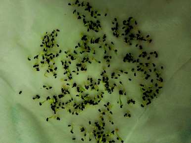 盆栽火龙果的种植方法是什么？盆栽火龙果最好的土壤是什么？