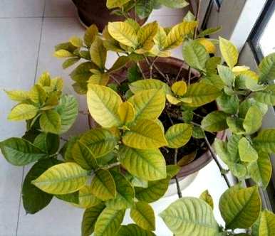 栀子花的叶子变黄了怎么办？栀子花底部的叶子变黄了