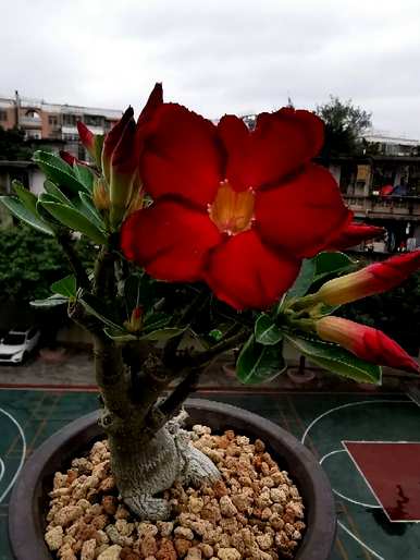 办公室放什么绿色植物好，办公室放什么绿色植物好风水