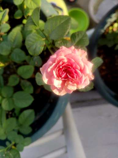 办公室放什么绿色植物好，办公室放什么绿色植物好风水
