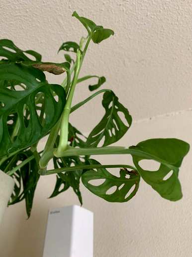 办公室放什么绿色植物好，办公室放什么绿色植物好风水