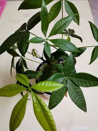 办公室放什么绿色植物好，办公室放什么绿色植物好风水