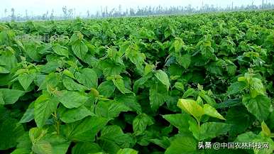 桑树苗什么时候种，桑树能在室内种吗？