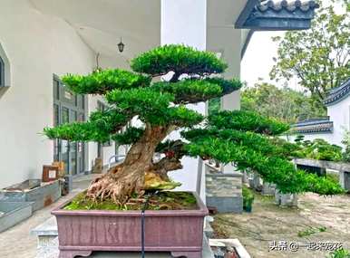 如何饲养罗汉松盆景？罗汉松盆景视频