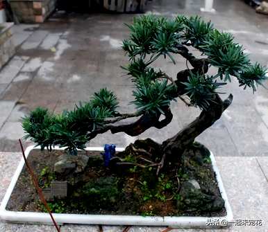 如何饲养罗汉松盆景？罗汉松盆景视频