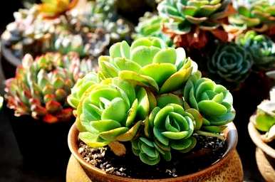 常见的多肉植物品种大全图解，常见的多肉植物品种有哪些？