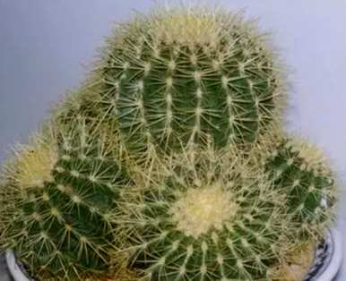 仙人掌品种全图及名称，仙人掌科开花最好的品种