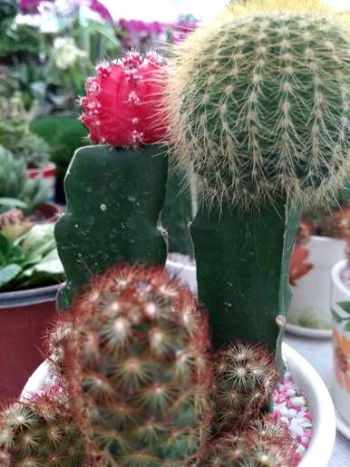 仙人掌品种全图及名称，仙人掌科开花最好的品种