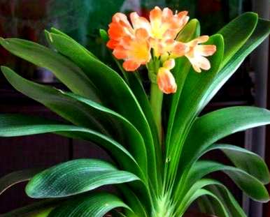 君子兰如何种植土壤？