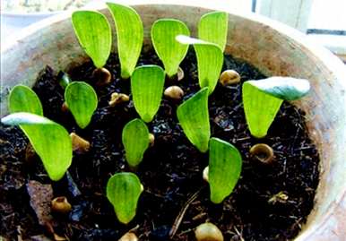 君子兰如何种植土壤？
