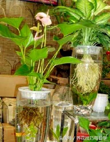 郁金香花期水培多久，郁金香花期水培多久？